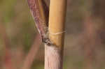 Sugarcane plumegrass